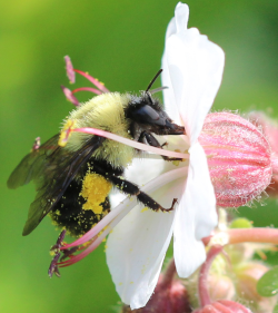 Two spotted bumble bee (Bombus bimaculatus) on geranium flower