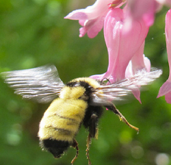 Yellow bumble bee (Bombus fervidus) on bleeding hearts flower. Photo by Rosemary Malfi