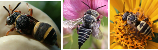 Cuckoo Bees