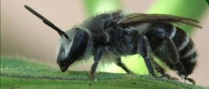 Groundcherry Bee