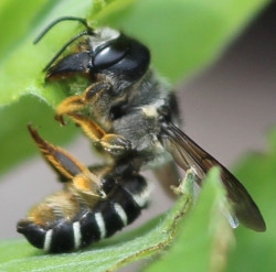 Sunflower leafcutter bee (Megachile pugnata) cutting a leaf to separate brood cells in her nest