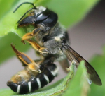 Sunflower Leafcutter Bee