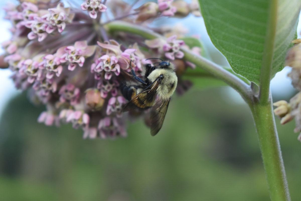 Milkweed Watch