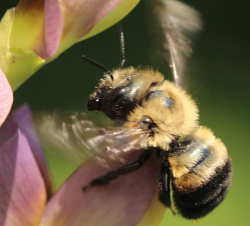 Bufflehead mason bee (Osmia bucephala) taking off from Baptisia flower